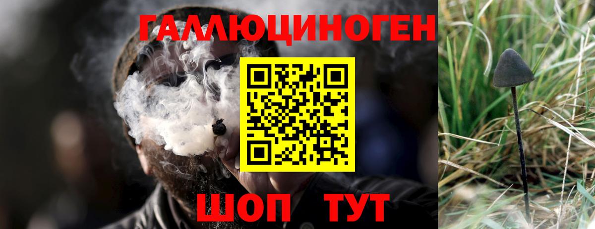Галлюциногенные грибы Psilocybe Муравленко